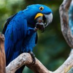 Hyacinth-Macaw