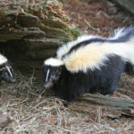 Striped_Skunk-1