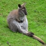 kangaroo_wallaby_australia_animal_safari_zoo_marsupial_cute-563671