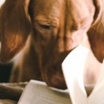 dog reading